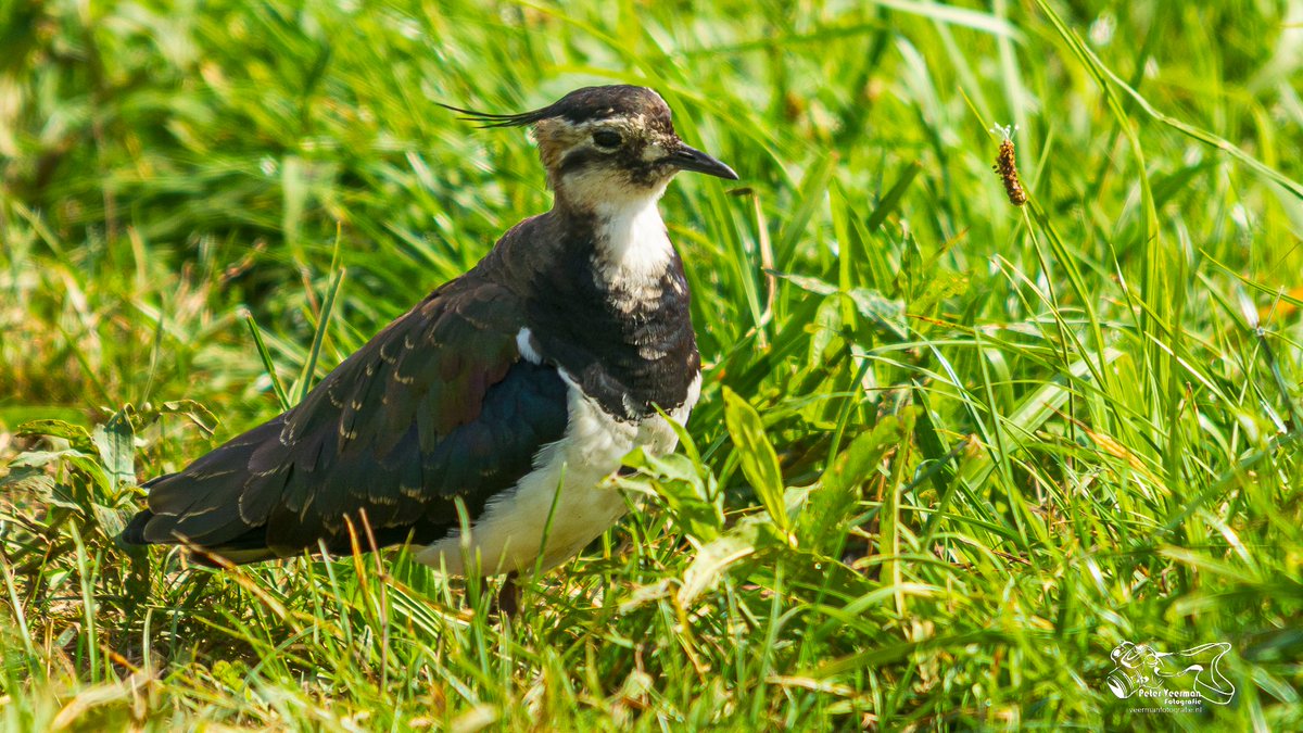 Fietstochtje door de polder van Eemnes.
veermanfotografie.nl/flora-fauna/ee…