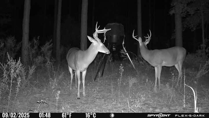 kevlowe737's tweet image. Must have 100 photos of this pair. Love seeing the velvet rubbing off. It’s about that time.