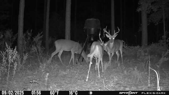 kevlowe737's tweet image. Must have 100 photos of this pair. Love seeing the velvet rubbing off. It’s about that time.