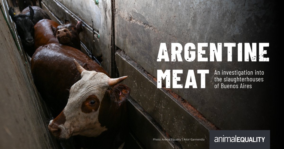 AnimalEquality's tweet image. 🚨 BREAKING: Animal Equality launches its first investigation in #Argentina.
At two Buenos Aires slaughterhouses, our team uncovered shocking abuse—hidden in plain sight.