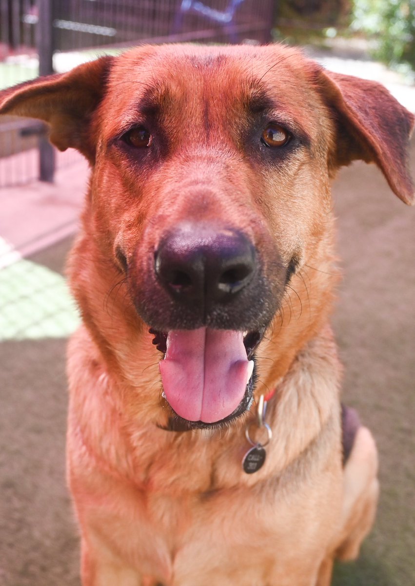 Meet Journey (A895282) — a 4-year-old German Shepherd mix with the BEST wonky ears 🐾 She’s past the puppy chaos but still full of fun, playful energy + loyal love. Ready to start your next adventure? 💛 BradshawShelter.net