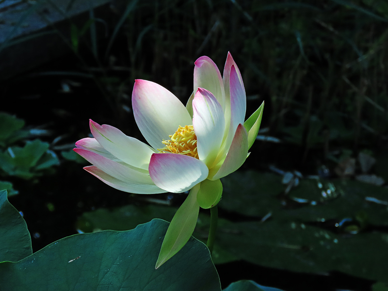 Auch wenn alle Menschen 
etwas als wahr ansehen, 
heißt das nicht, 
dass es tatsächlich so ist.