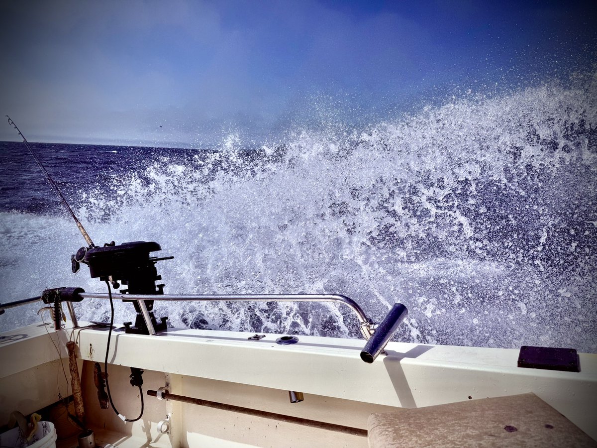 David “King Of Boogie” Gogo tweet media