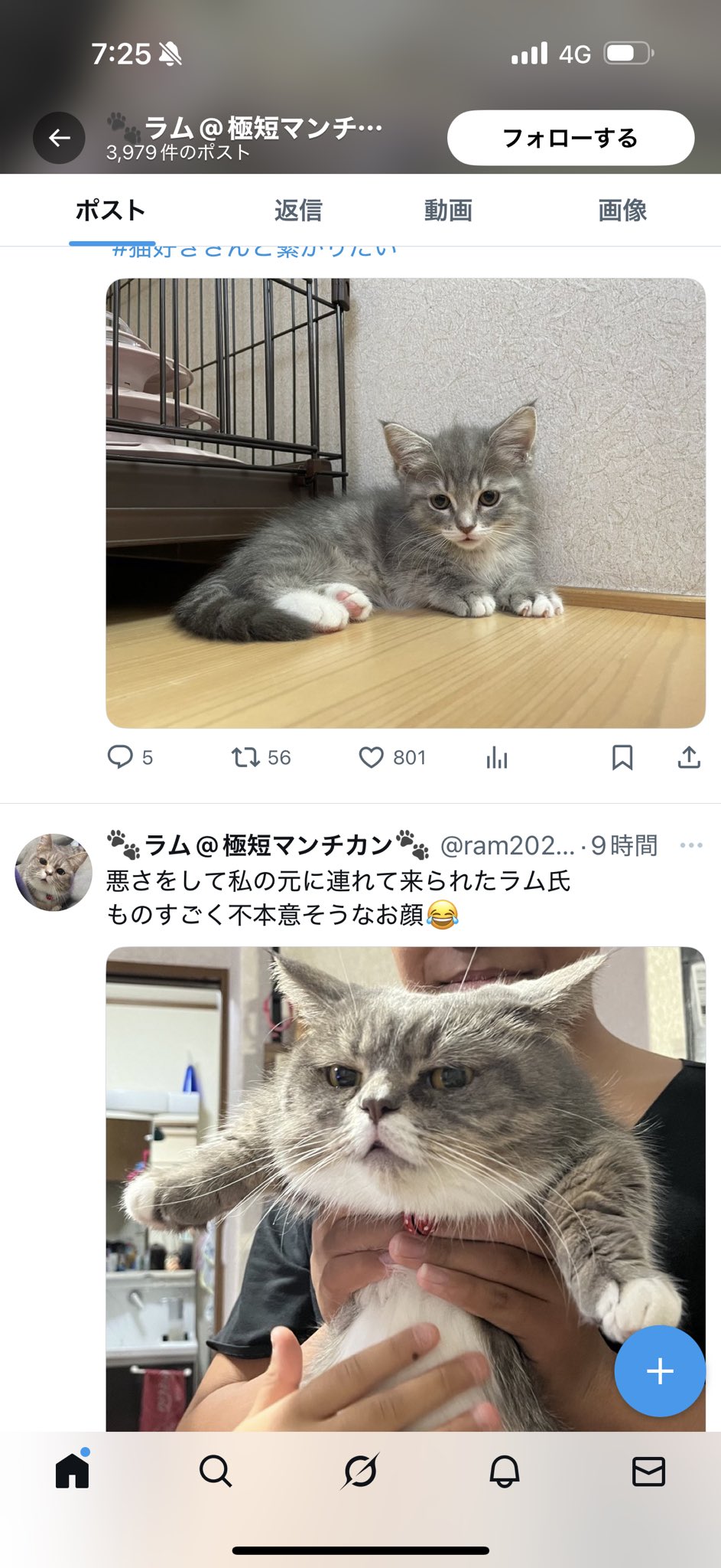 ラム猫様 🐾ラム@極短マンチカン🐾 (@ram20210716) / X