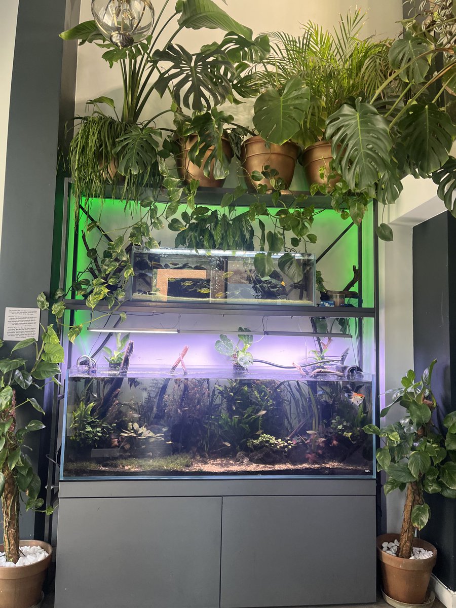 This @ealinghour big shout out to dentist Dr Radi who has practices in South Ealing dentistsouthealing.com and Acton; latter contains this nifty fish tank!