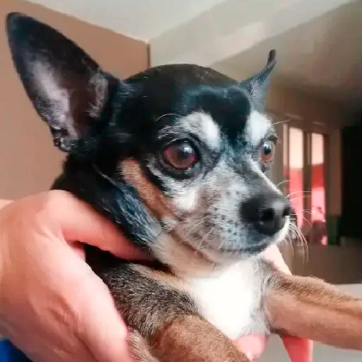 Pequeño resumen de mi reciente ausencia:
-Tener que dormir a mi perrita
-Depresion porque es la segunda que se nos va y todavia no supero la primera (Beto sigue bien)
-???
-Conseguir empleo
-???
-Ser despedido de dicho empleo por no soportar tratos injustos
-Volver a manifestarme