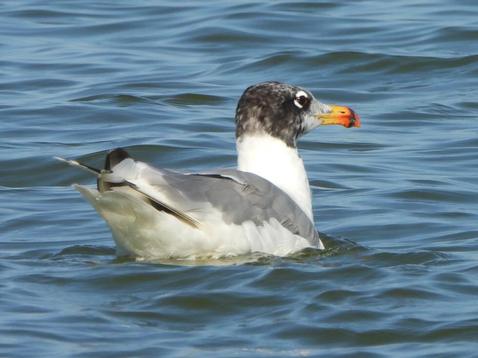 Pallas's Gulls - a juv/1st w and an adult - #DanubeDelta, Romania. 

A fabulous tour concludes - so many great birds