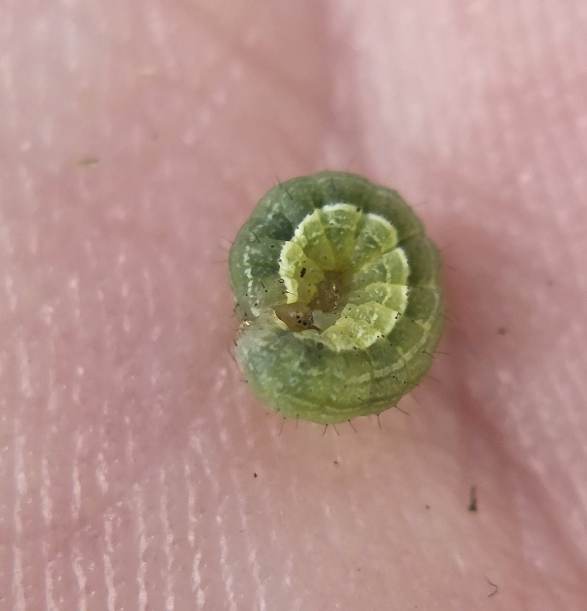 Outdoor Learning discoveries over the past week. Any caterpillar experts help us out with an ID?