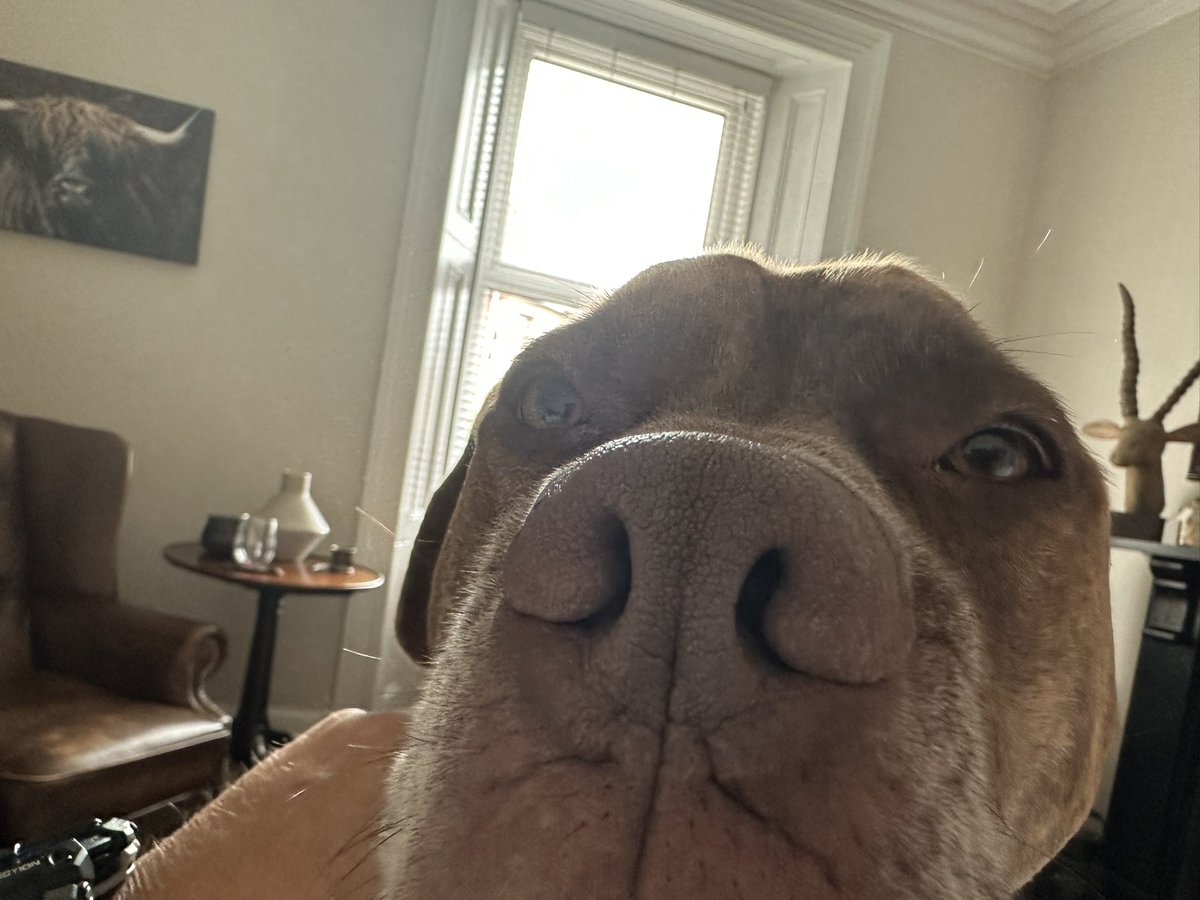 bazisbackagain's tweet image. Anyone for a nose to nose boop? #reggie #doggo #pup