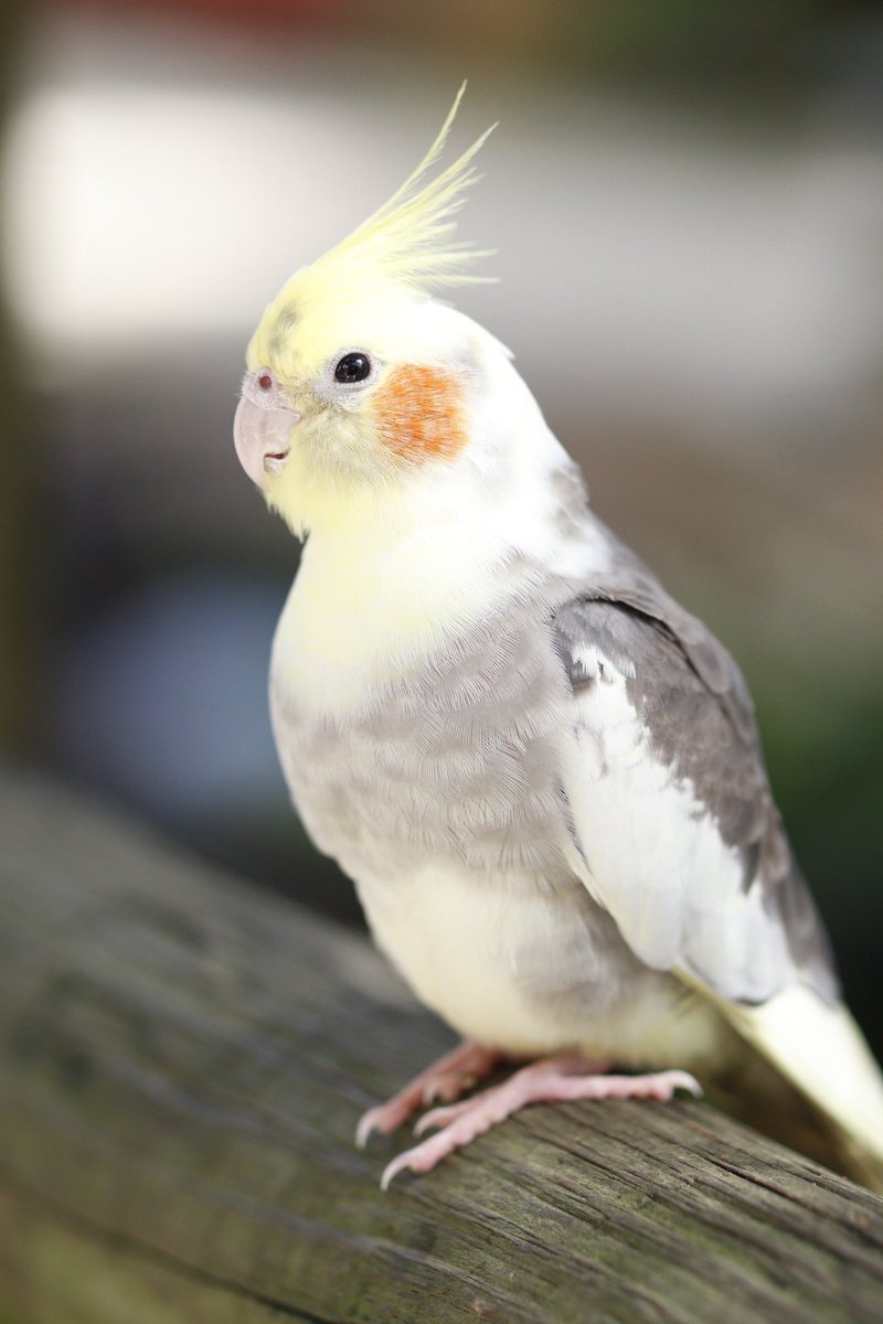Kino tweet media