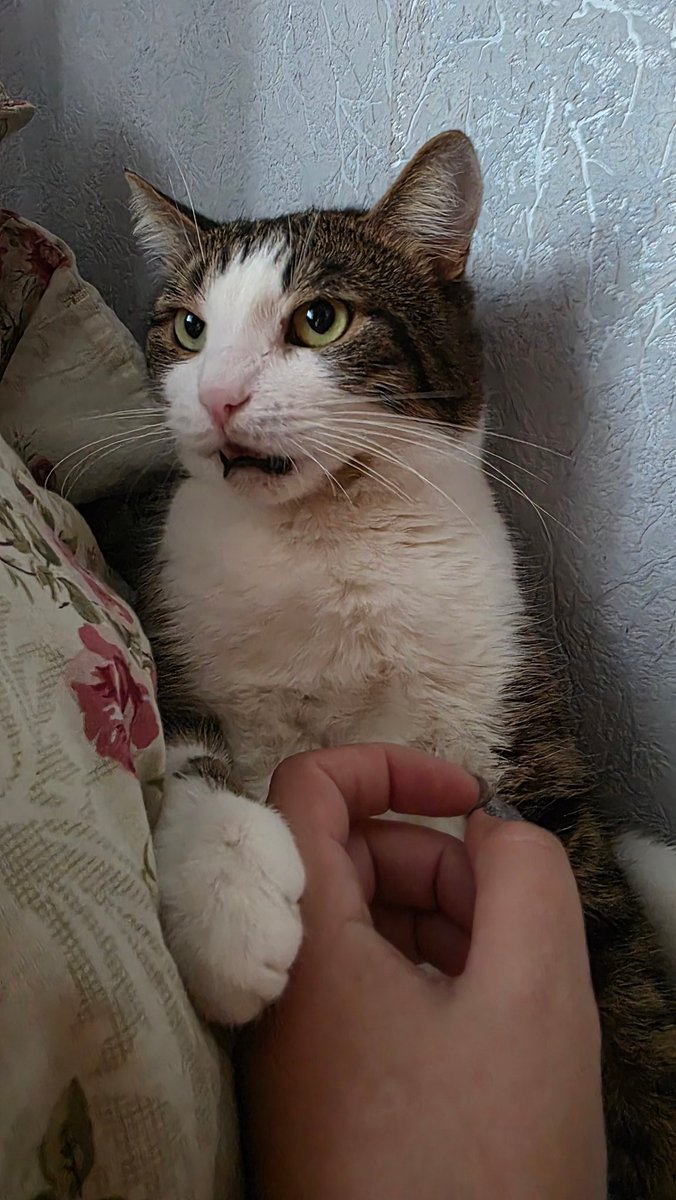 Drones were flying around Kyiv almost all day, a short pause and now again.

Pashtet is unhappy that they kept him from sleeping all day😾