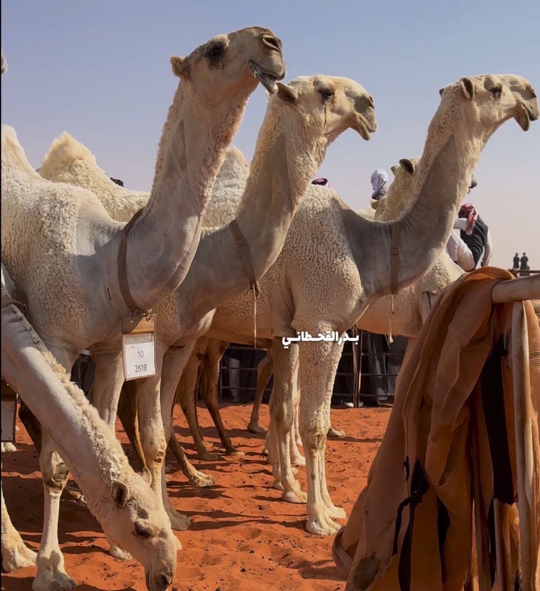 شلفا ولي العهد في لون الوضح تسجل أكبر عدد تنافسي، بين كل الفئات و الألوان الأخرى. 
5 أسماء لامعة كلن يبي الأول. 

١- ابن جخدب 
٢- ابن غضيان الحبردي 
٣- ابن صحران 
٤- ابن صلاح المغيري 
٥- مشاري الطهيمي 

إضاءة/ 

الشوط ناري و الاسماء نارية .