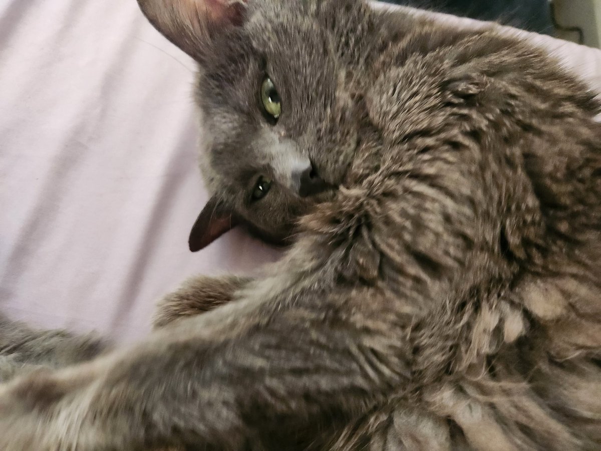 lentil & bowser 🩶 walter & bonkers 🌈 tweet media