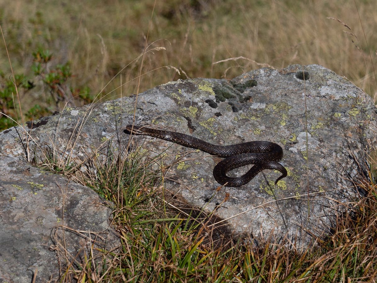 Pescegatti (@dfsc_10) on Twitter photo 