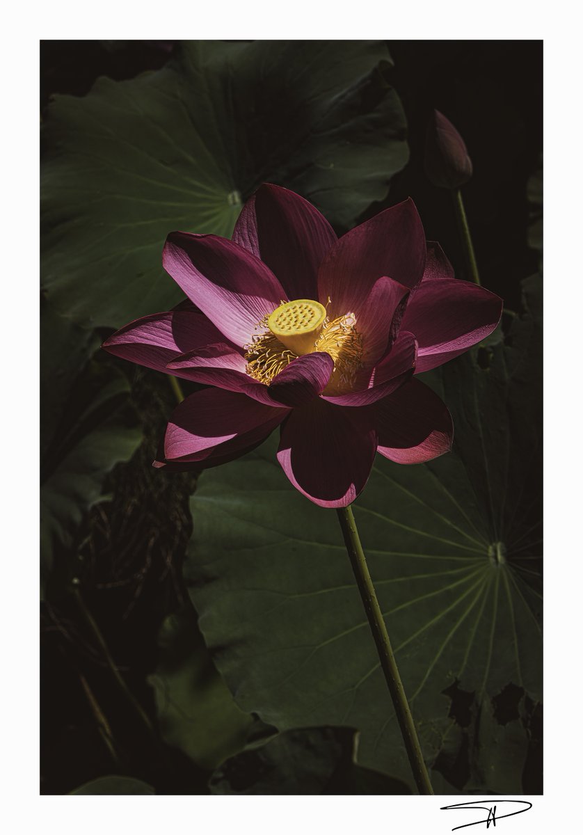 C'est un jardin extraordinaire !    
"Une autre ?..."        
#jardindesmartels #tarn #occitanie          
23 août 2025