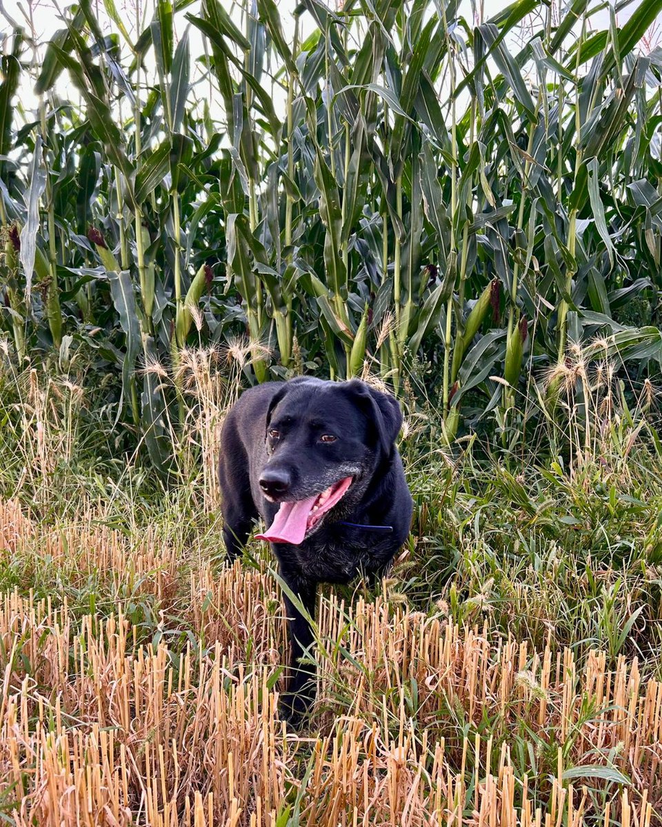 This four-legged field scout has no problem keeping up in the corn rows, thanks to nutritious CO-OP® Complete Formula Dog Food, made right here in Western Canada. 

#FarmDog #DogFood #ProudlyCanadian #MadeInCanada