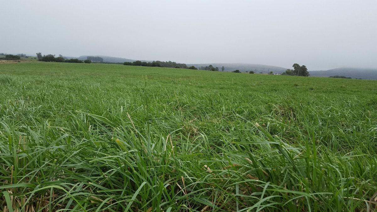 Urea en agosto y festuca en modo primavera en los campos de recría de <a href="/CALAI1965/">CALAI</a> 💣💣