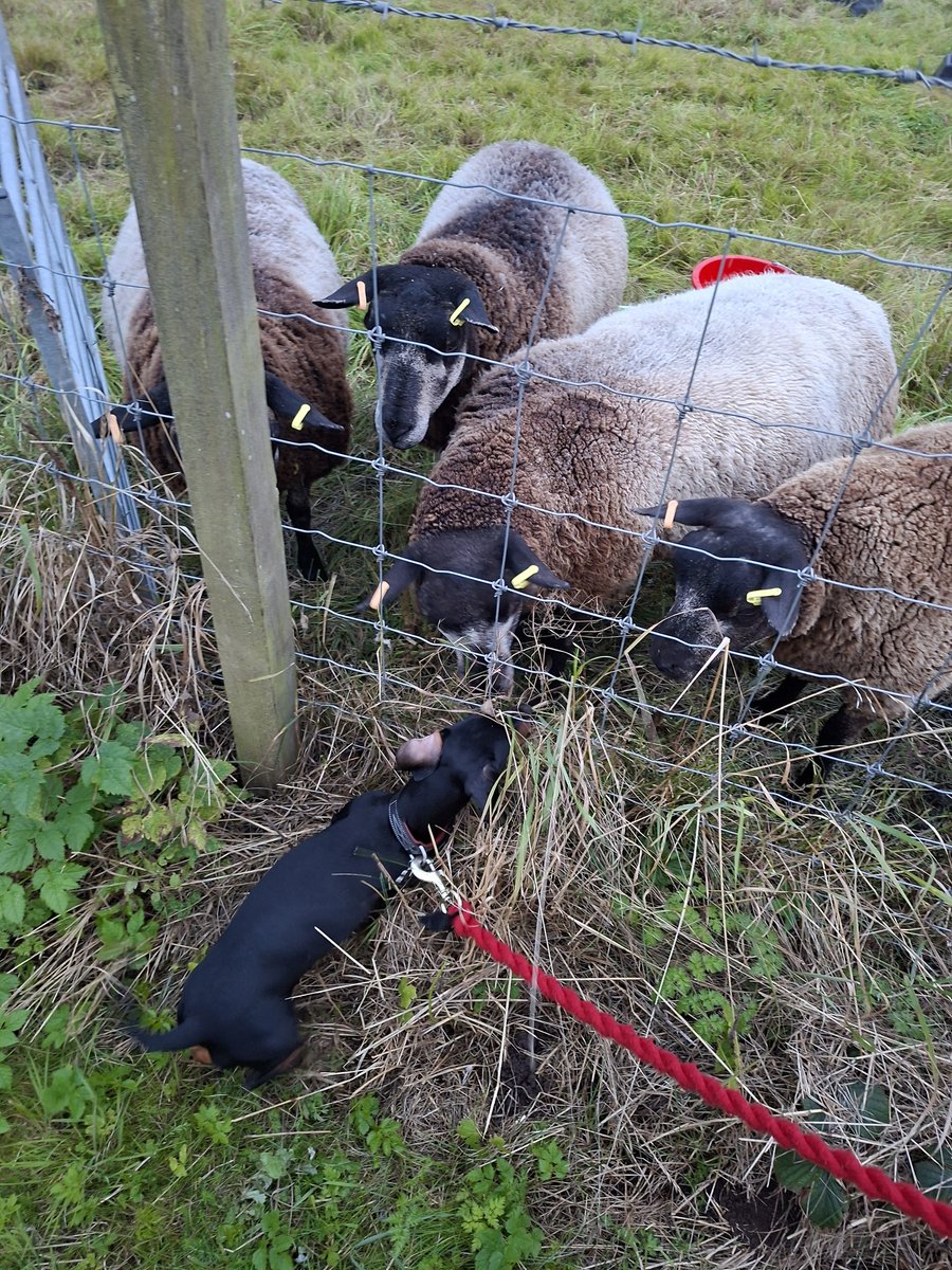 Not the standard sheep dog, but all our girls get on. Sheep n dog alike