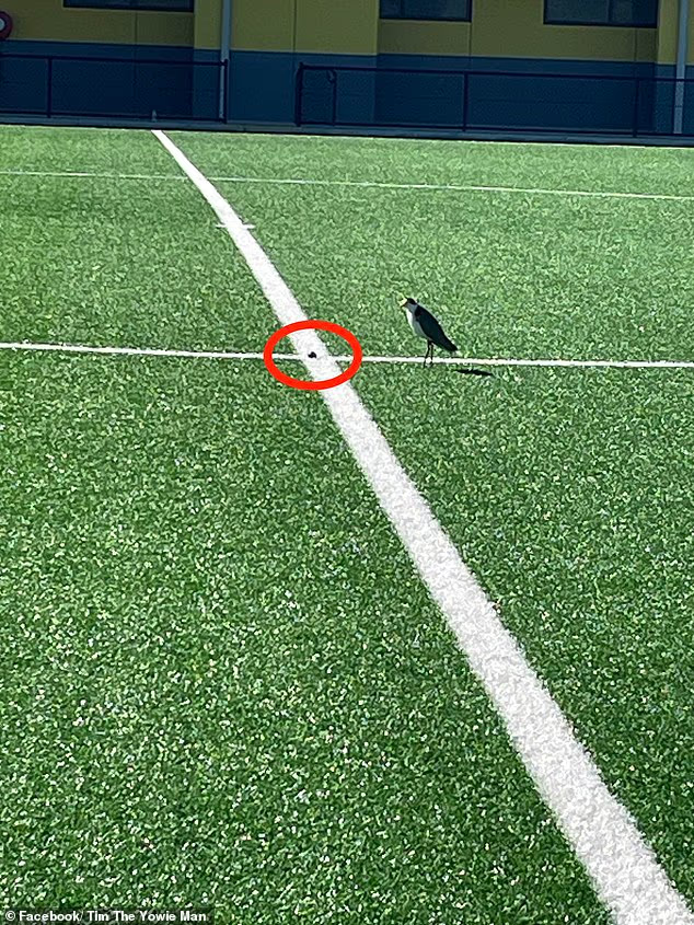 SweeperPod's tweet photo. 🇦🇺🐦‍⬛ A football pitch at the Jerrabomberra Regional Sports Complex in Australia has been shut for a month because a protected native bird has laid an egg on the halfway line.

Plover are fiercely protective of their nests and will repeatedly dive at intruders to fend them off! https://t.co/TXf79yOGcv