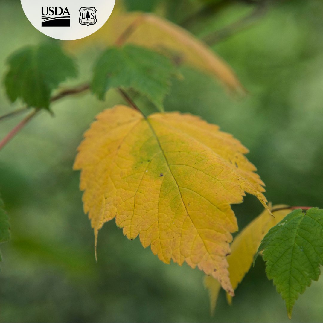 The Chippewa National Forest's weekly  #fallcolors report! This photo was taken on along the Migizi bike trail.
To plan your visit to the #ChippewaNF click here: fs.usda.gov/r09/chippewa
fs.usda.gov/r09/forests-gr…

📷: Golden mountain maple leaf. USDA Forest Service photo
