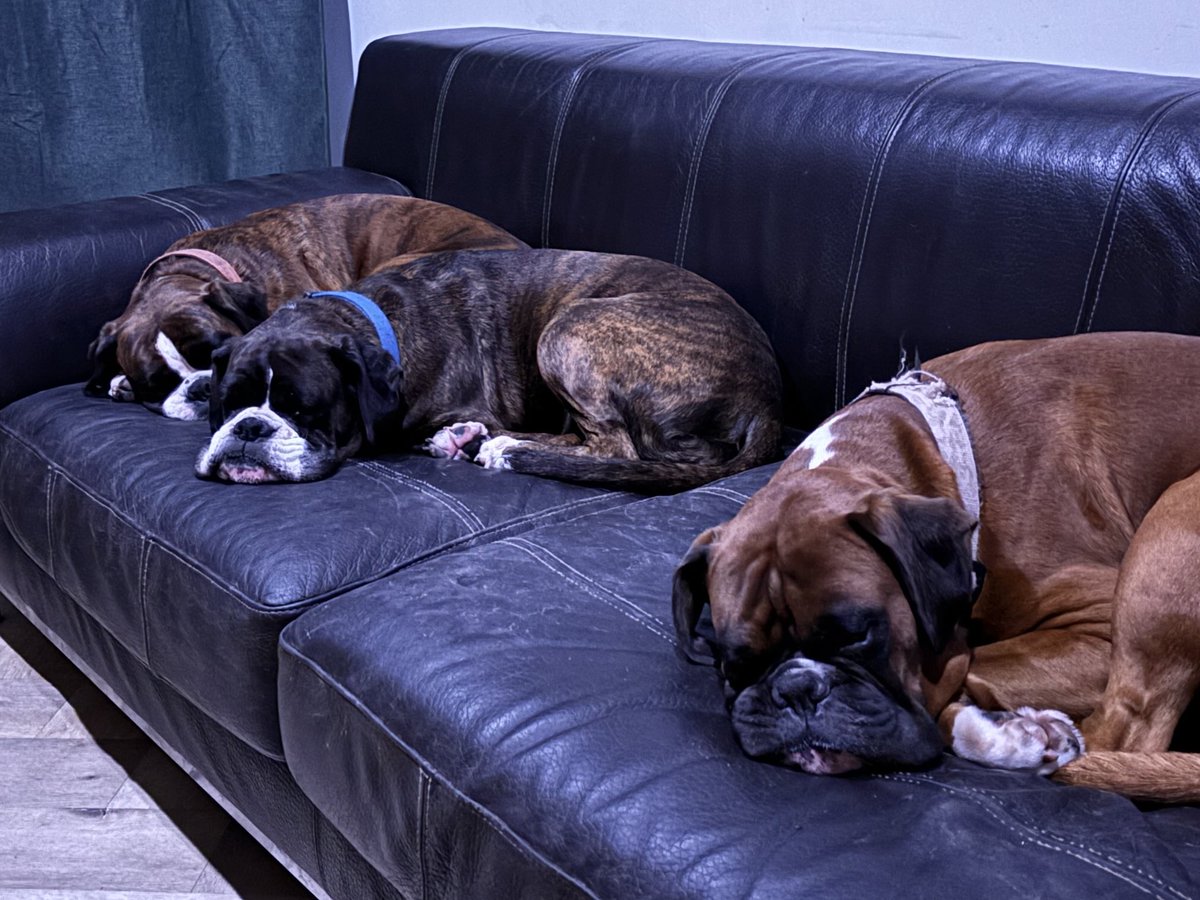 Jastno2's tweet image. Welterusten 💤 

#Loki #Pip #Cooper #BoxerLife #BoxerMom ❤️❤️❤️