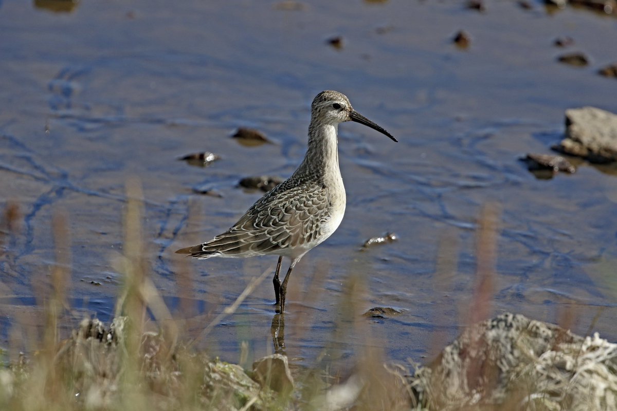 A few pics from the last couple of days.
Bottlenose Dolphin 1 of 2 in Yell yesterday, still a rare sight on Shetland, this being only the 3rd record.
Rosefinch on Yell and a very showy CurlewSand on Unst today.