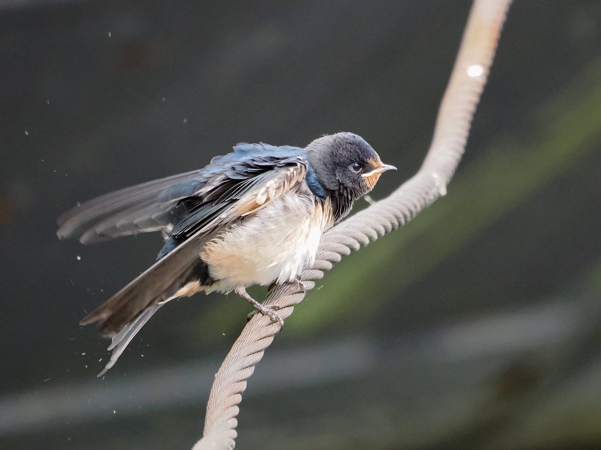 Young Swallow.  
<a href="/DevonWildlife/">Devon Wildlife Trust</a> <a href="/Natures_Voice/">RSPB</a> #birds #wildlife.