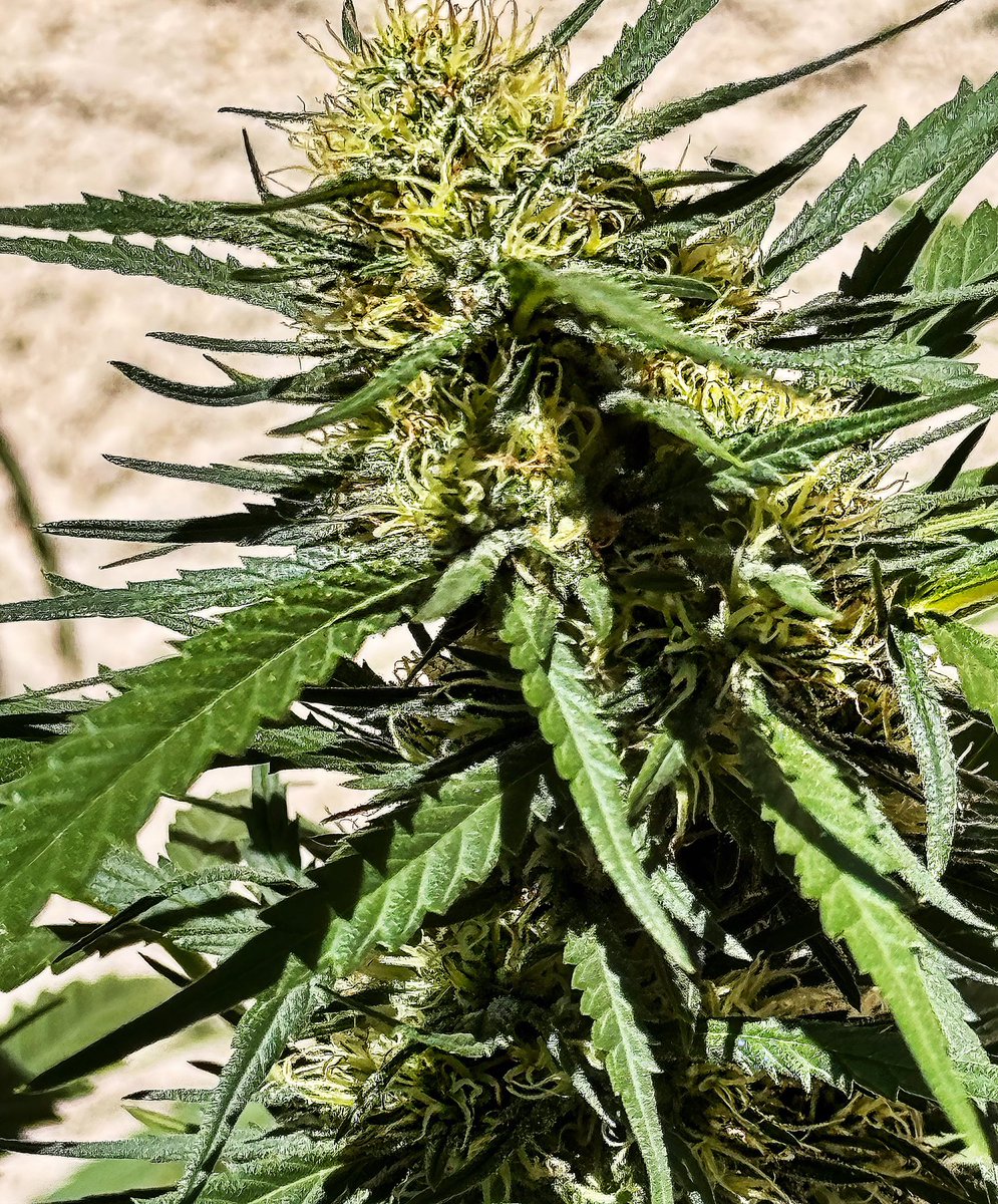 Azul_320's tweet image. That smell 💚😎