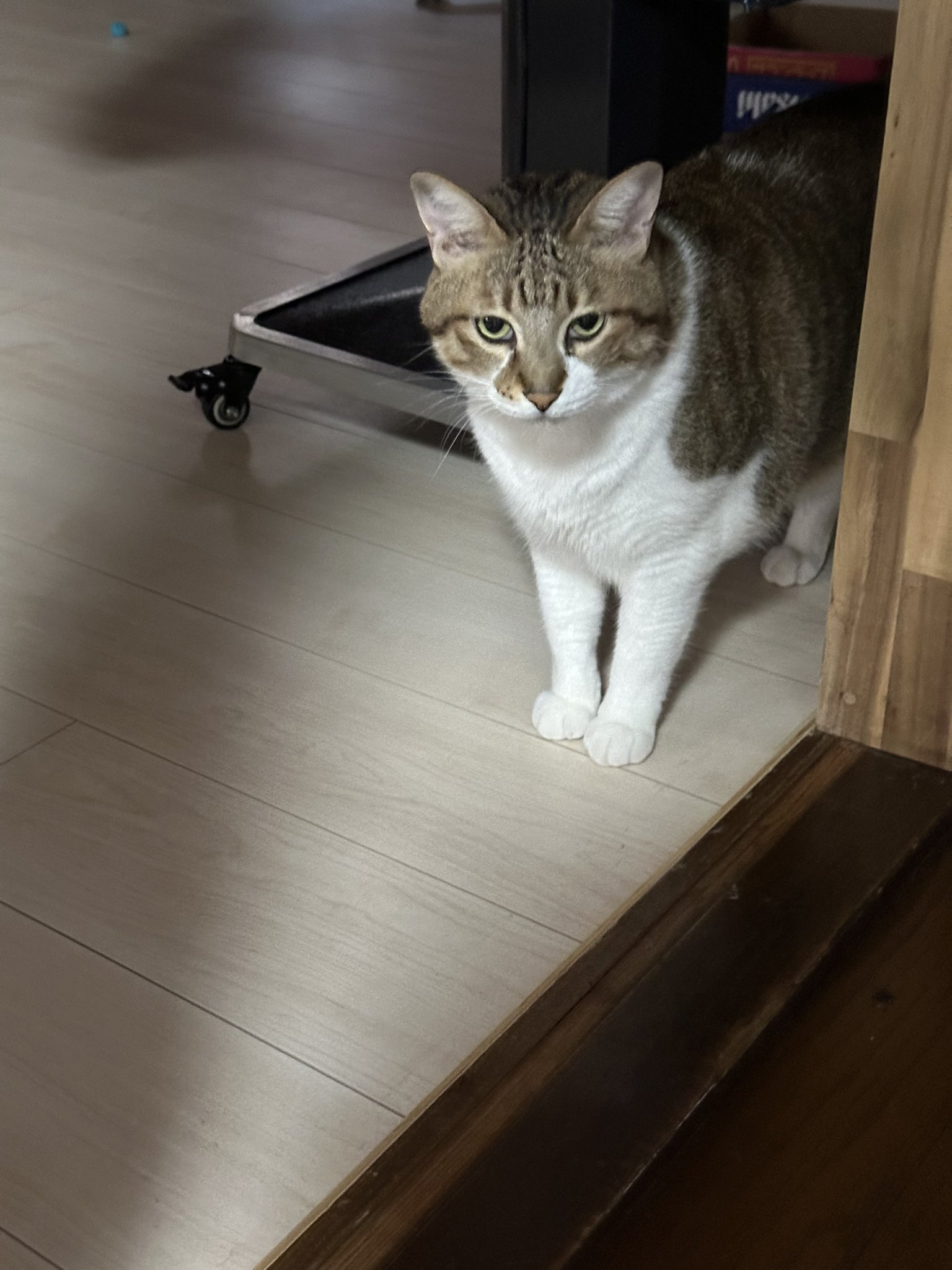 関西の猫好きさん専用 関西の猫好きさん専用