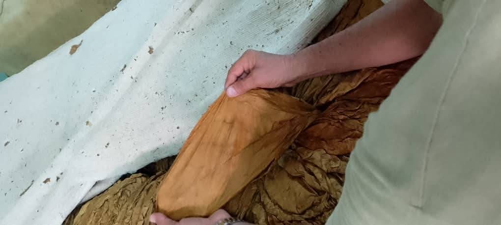 El productor villaclareños Oneisi Venga Lozano asegura que la introducción de las nuevas tecnologías y la calidad de las tierras de Manicaragua favorecen los resultados alcanzados en la actual campaña tabacalera. 
#Tabacuba
#CampañaTabacalera
#VillaClaraConTodos