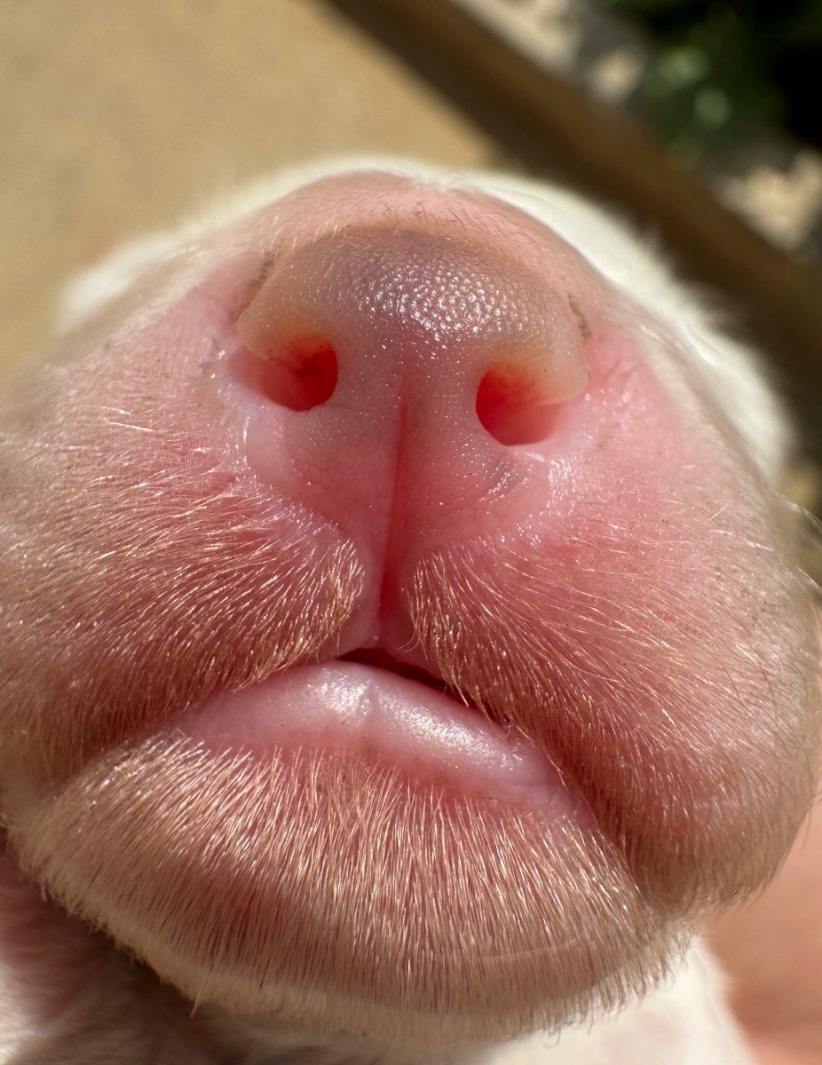 💖 (@twaniimals) on Twitter photo 