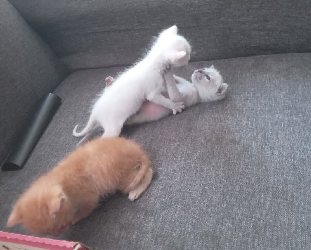 CHICOS ENCONTRE FOTOS DE ARROS DE BEBE Y DE EL CON SUS HERMANITOS