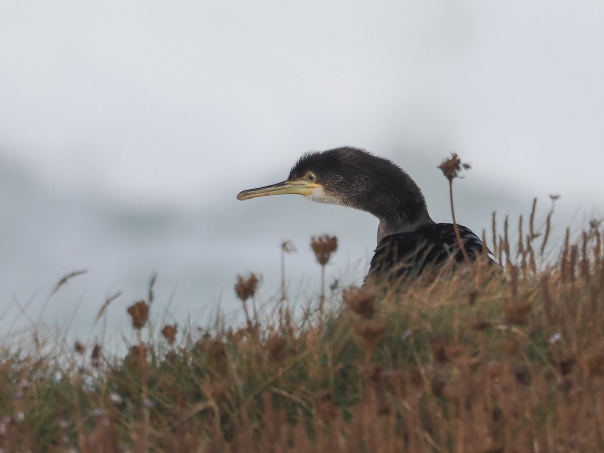 Juvenile Shag at Gwithian during the weekend.
<a href="/CBWPS1/">Cornwall Birds</a> <a href="/WildlifeTrusts/">The Wildlife Trusts</a> #seabirds #birds #nature