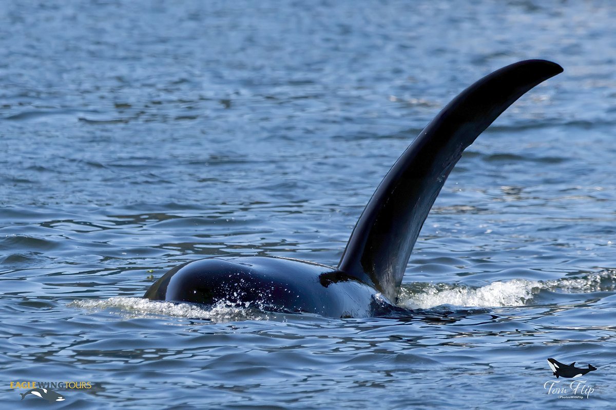 eaglewingtours's tweet photo. There’s no mistaking this large, tilting dorsal fin. It belongs to 30-year-old Galiano (T019B), one of the best known Bigg’s killer whales in the region.
Tomis Filipovic Photography
Photo taken with a telephoto lens and cropped.
#Wild4Whales #Legendary #TopPredator https://t.co/rcMLkZYuSe