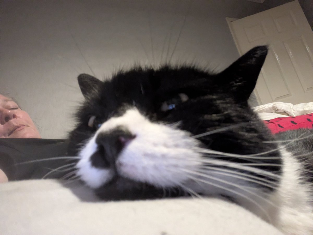@Bryan π Tinks (@influencerbryan) on Twitter photo #Hedgewatch Chilling with Mummy. She's annoyed because she ordered my birthday treats but they won't be here until Saturday & one of the things I REALLY wanted is new in but out of stock nationwide π <a href="/PetsatHome/">Pets at Home</a> need to step up their game & not disappoint birthday kitties πΏπΉπ #Hedgewatch Chilling with Mummy. She's annoyed because she ordered my birthday treats but they won't be here until Saturday & one of the things I REALLY wanted is new in but out of stock nationwide π <a href="/PetsatHome/">Pets at Home</a> need to step up their game & not disappoint birthday kitties πΏπΉπ
