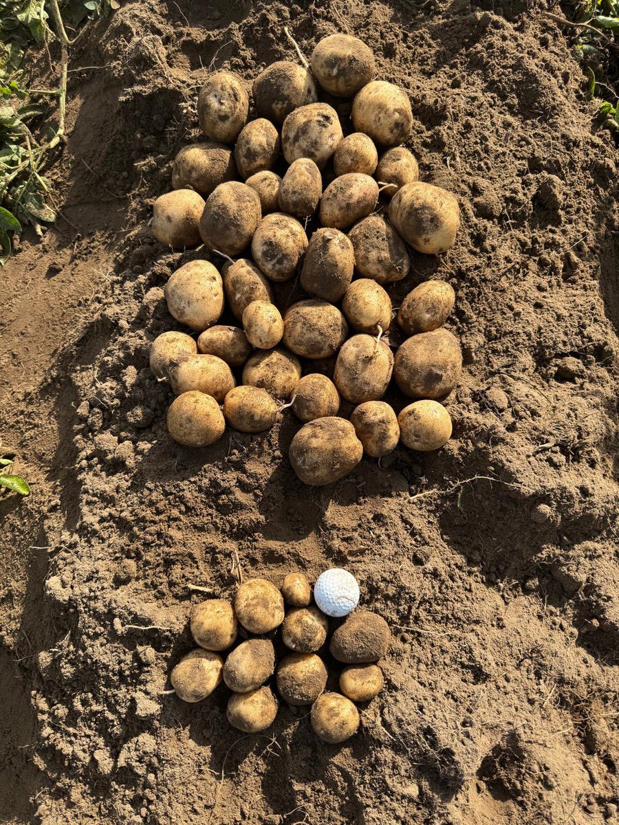 Fighting to the bitter end!!! 🥔👍