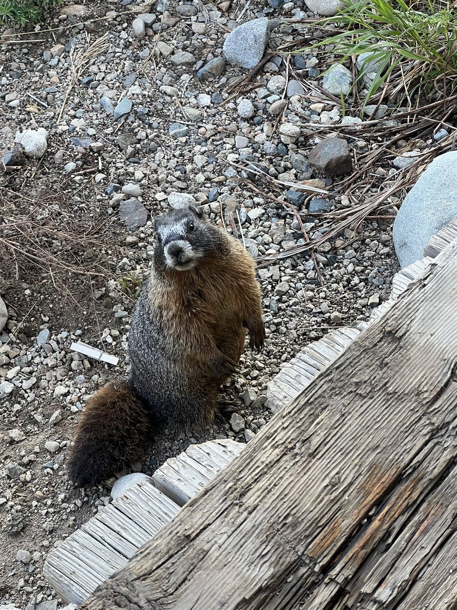 Just wrapped up a fantastic couple of days at RMBL🏔️ — inspiring people, incredible wildlife, and hikes that took my breath away (literally and figuratively 😅, altitude is tough). Already looking forward to the next time! 🌿✨