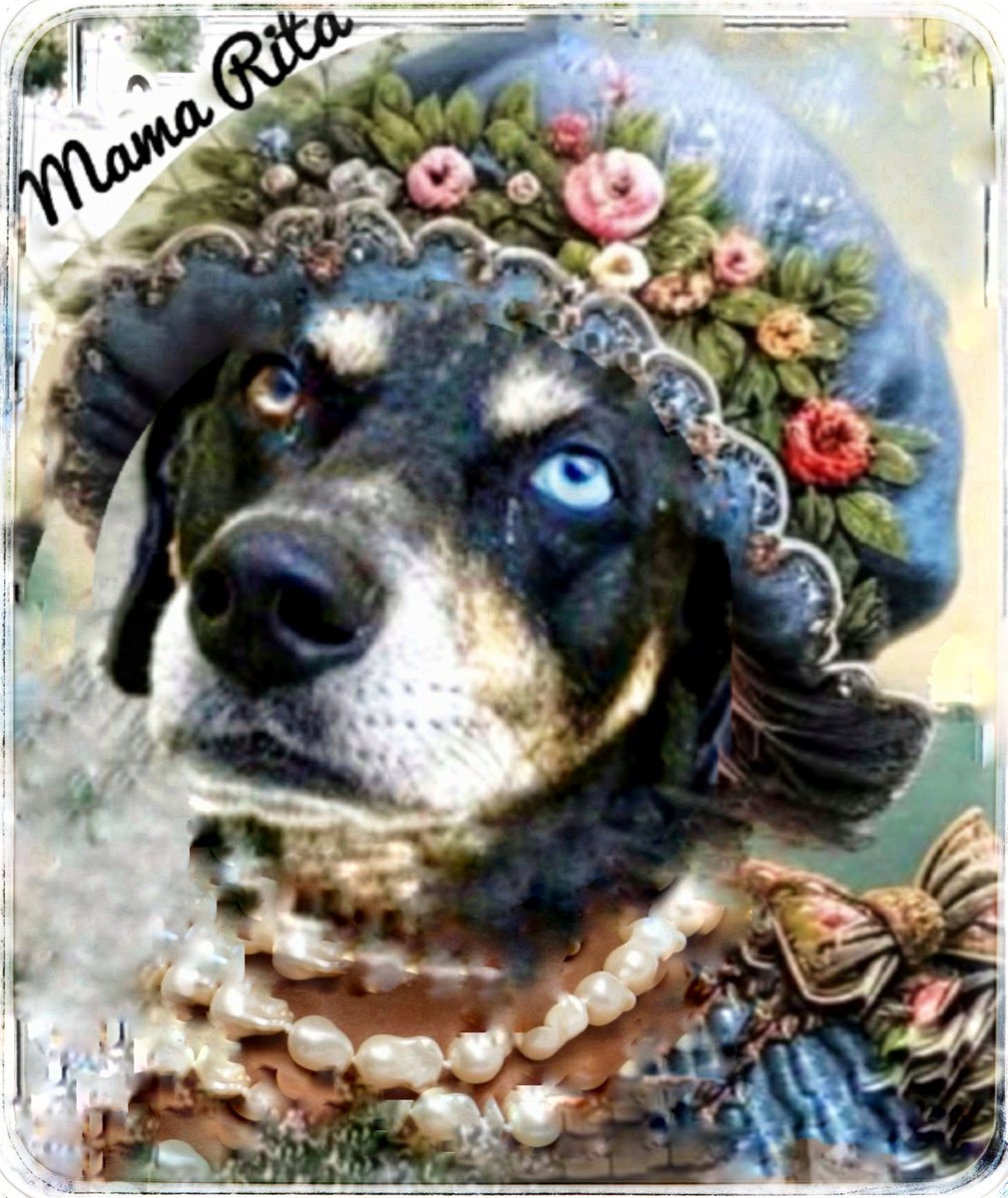 Pamela Roth (@rothfarms) on Twitter photo ❤️🩹🚨⏰ Sweet MAMA RITA #A383968 sits and WAITS for her HERO 😇 as her group is next in line for CULLING💉😫
Plz PLEDGE HERE to attract ResQ
Can you ADOPT, or FOSTER this little doll? 🤙 CORPUS CHRISTI AC ASAP 📞 361-826-4630 📧 ccacsrescues@cctexas.com ❤️🩹🚨⏰ Sweet MAMA RITA #A383968 sits and WAITS for her HERO 😇 as her group is next in line for CULLING💉😫
Plz PLEDGE HERE to attract ResQ
Can you ADOPT, or FOSTER this little doll? 🤙 CORPUS CHRISTI AC ASAP 📞 361-826-4630 📧 ccacsrescues@cctexas.com