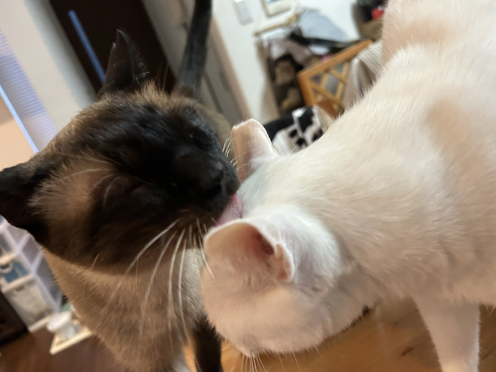 けい様　取り置き中　三毛猫ドラマー　流れ星流れるクローバー畑　Bathroom When I went on a trip and left my cat behind, the