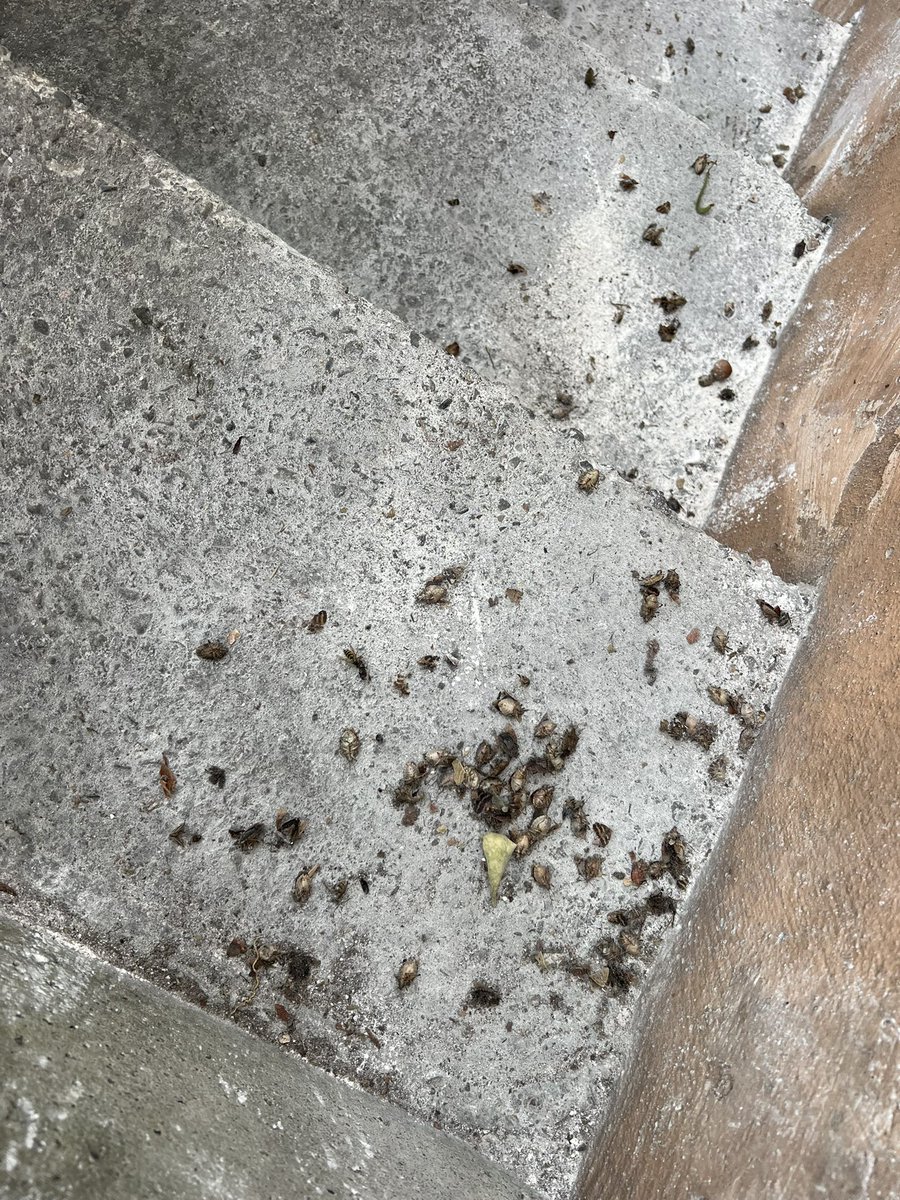 Trabzon’un en büyük sorunu bu Kahverengi Kokarca Böceği önlem alınmazsa çok büyük sıkıntılar bizi bekliyor.

Evin önünde iki saatte öldürülen Kokarca Böcekleri 🪳

LÜTFEN HERKES PAYLAŞSIN