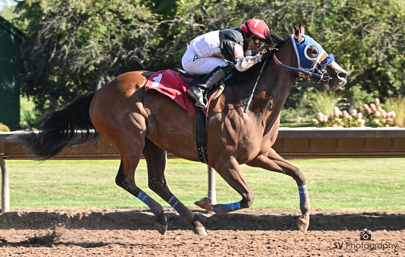 The Tuesday feature, race eight, a $26,900 Allowance race goes to Play for the very familiar silks of owner Mr. Barry K. Schwartz. Play was well ridden by Sofia Vives for Finger Lakes Hall of Fame trainer Mike Ferraro.
