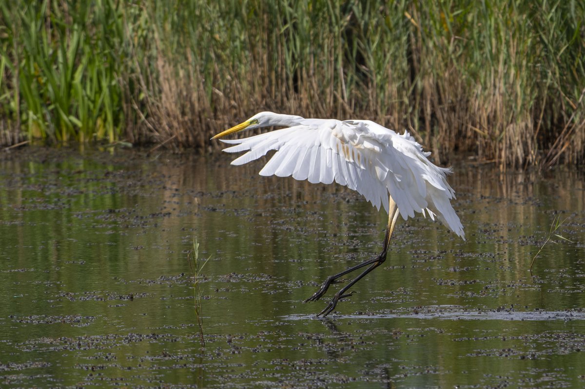 For such a big and noisey bird, the Great White Egrets can be so  graceful and beautiful when moving over water like this one while feeding. A little hop of a few feet was done smoothly that the water was hardly disturbed. This bird has markings/staining of yellow on its wings.