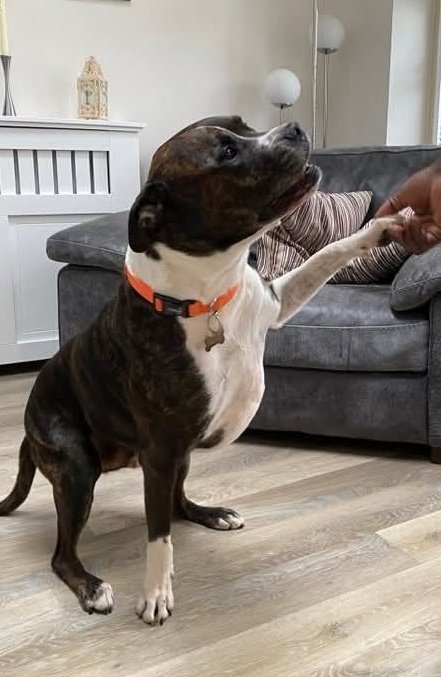 ARCHIE NEEDS A HOME 🏡 
Age - 8
Where - in foster 
Likes - snuggling, playing tug, walks
Personality - friendly,happy, cuddly &amp; jolly. Well mannered &amp; knows his commands
At home - may be able to live with a calm dog,happy to be left home for a few hours
seniorstaffyclub.co.uk/adopt-a-staffy… ❤️