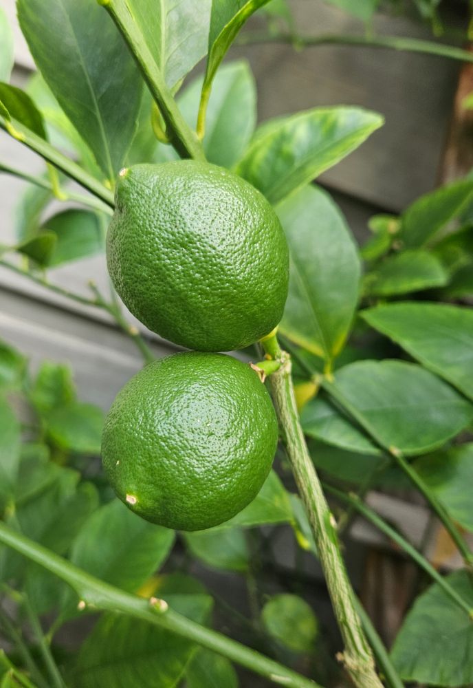 Welcome to September - when my Vancouver Island lemon tree still has lots of ripe lemons from this past Spring but also has lots of new lemons that will be ready to pick in 2026!