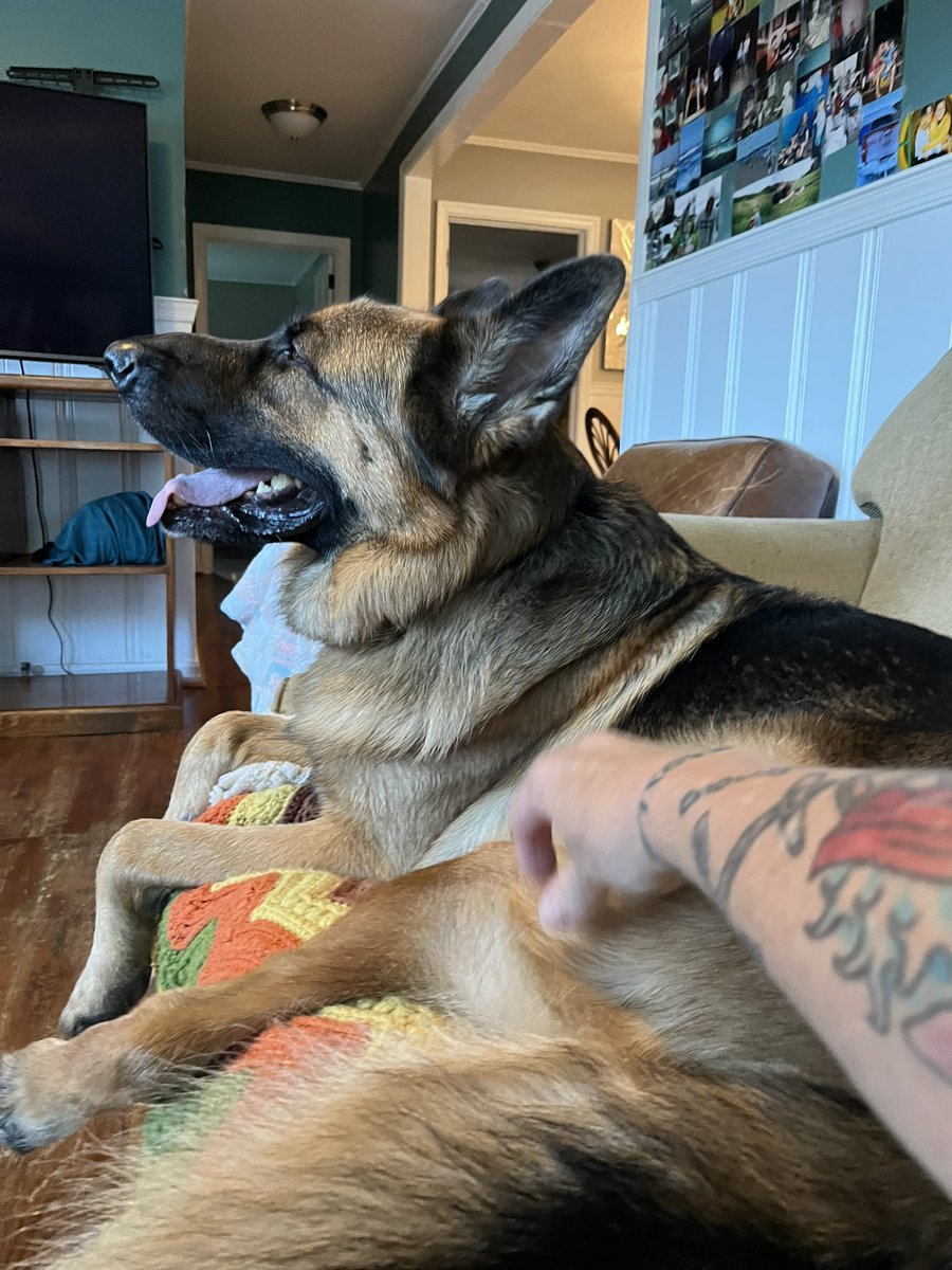 seasister's tweet photo. @Niknakgirl23 Mine has eaten 3 pair of doc martens, 2 pair kinos, endless flip flops, 2 pair cowboy boots, 2 leather belts, the screws off of recliner, 8 bibles! Yes I said Bibles.  And so much more.  He was almost 2 before it completely stopped.  Leather was definitely his favorite flavor. https://t.co/bEOc3idT30