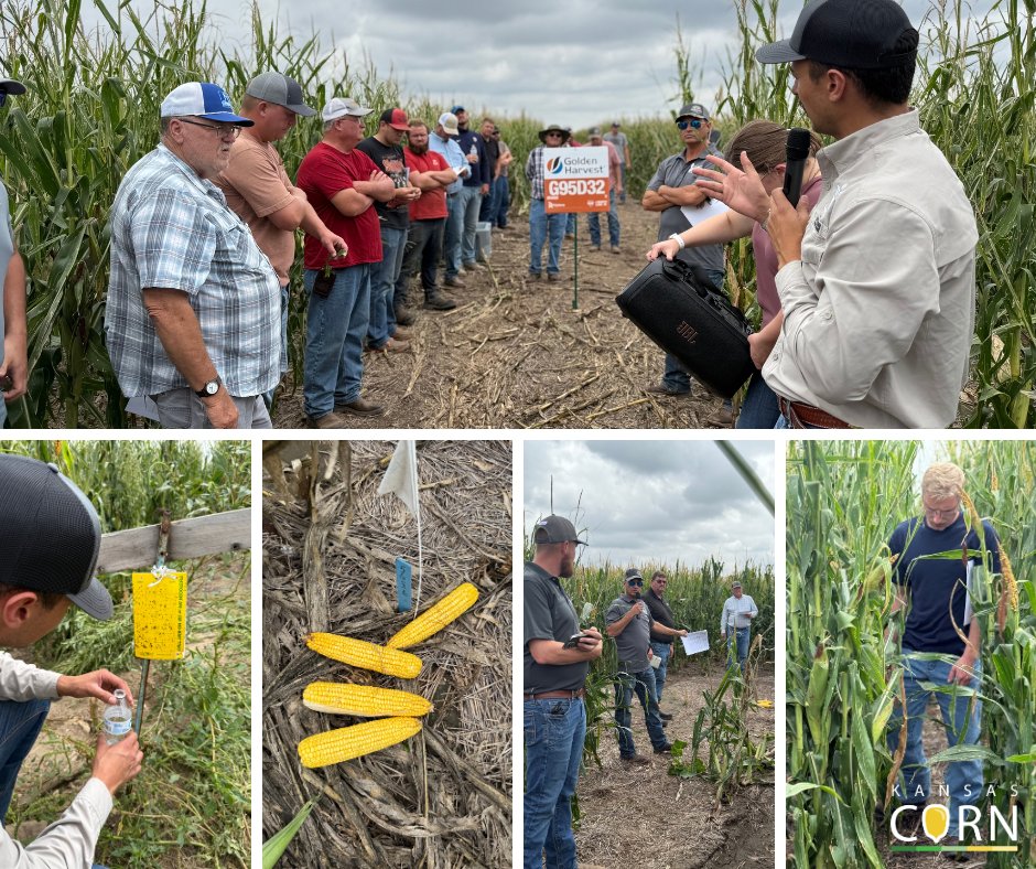 🌽 Last week, Kansas Corn joined Andy Hineman at his field day near Dighton. Connie Fischer, Director of Innovation, shared insights on corn leafhoppers, corn stunt, and the new Corn Disease Network. Andy’s farm is one of the statewide trapping locations helping monitor corn