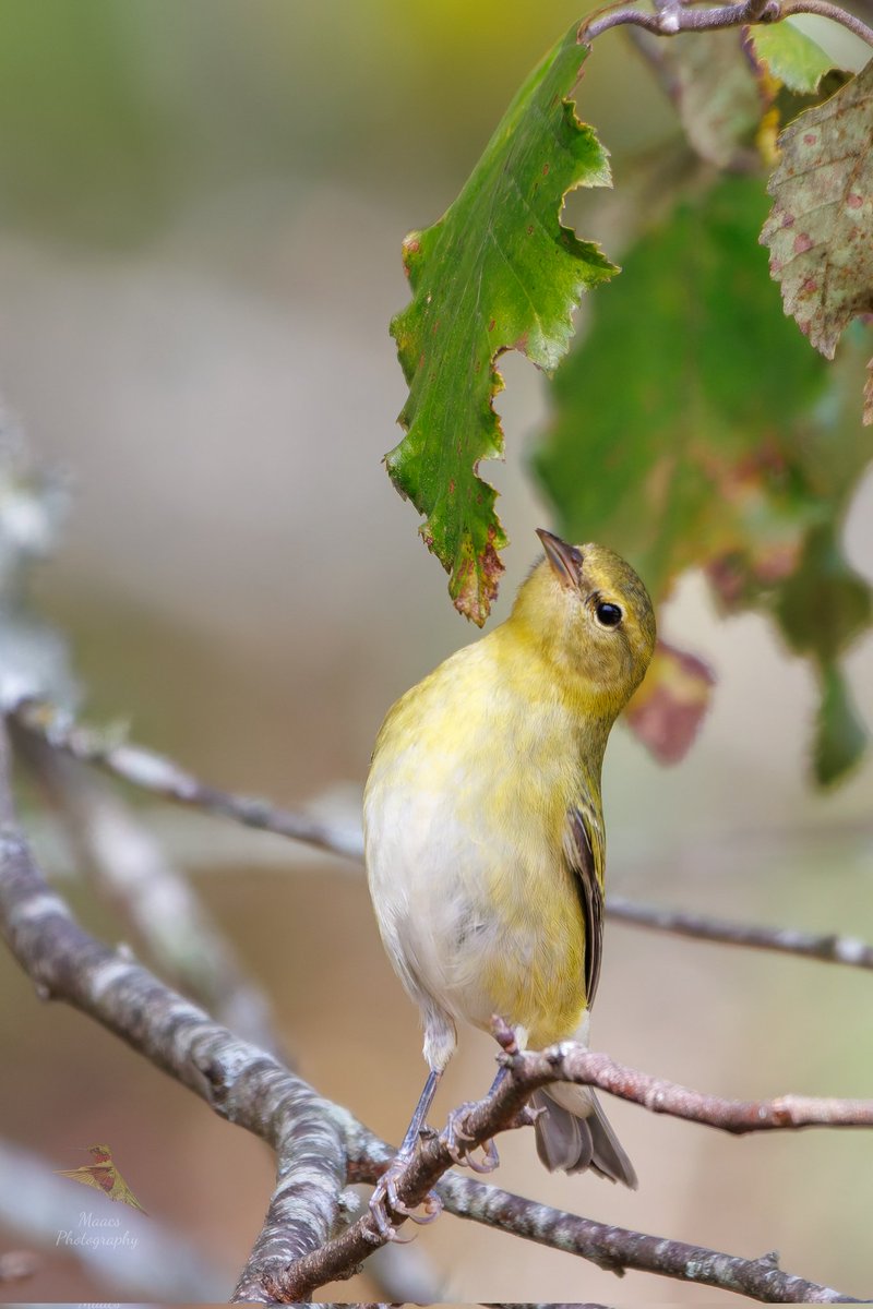 gone_mac's tweet image. Tennessee Warbler (Leiothlypis peregrina) making sure it behind the leaf 🍃 for its next meal.
Roswell River Walk 
Roswell GA
Canon EOS R7
Sigma 150-600mm C
.
.
.
#Tennesseewarbler #Leiothlypisperegrina #NewWorldwarbler #songbird #birdphotography #birdwatchers #ornithology