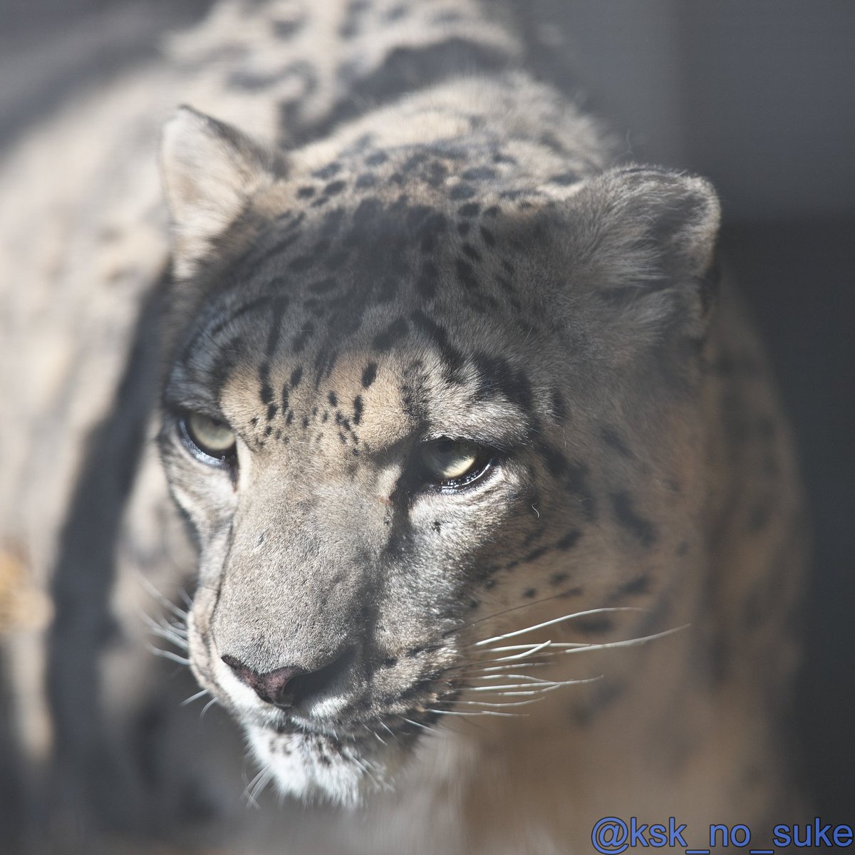 ユキチでおはようございます！
📷️2025.8/30
#東山動植物園 #ユキヒョウ
#ユキチ