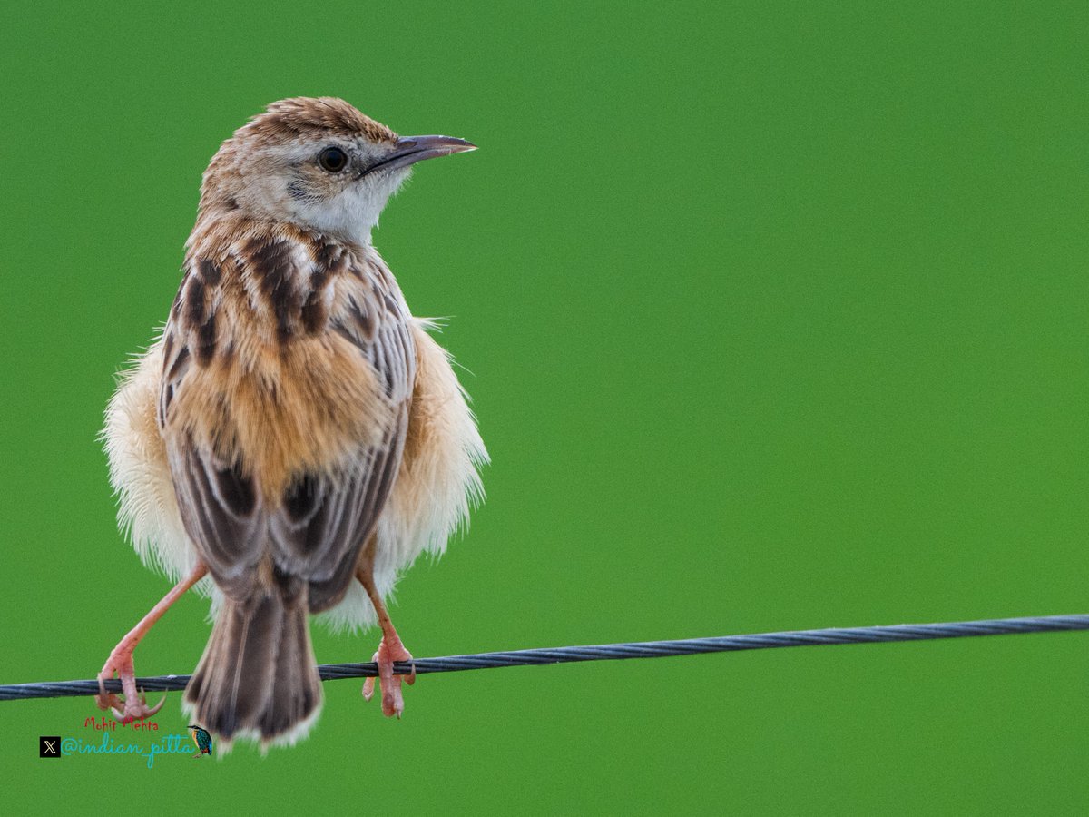 indian_pitta's tweet image. Share your photographs with Green Background. 💚🟢

Because To see green is to feel alive.