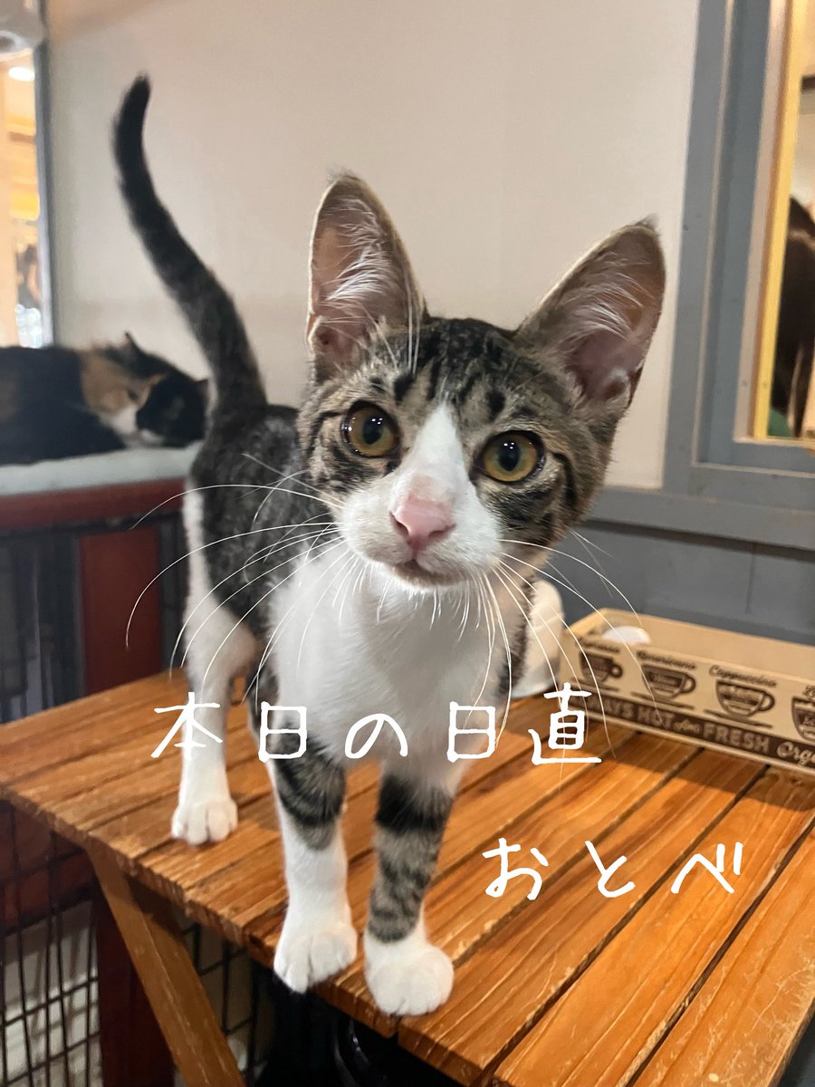 上野ここ　ねこたまご　白猫 ねこたまご - Search / X